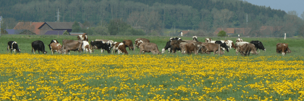 Arbeiten bei Swissgenetics