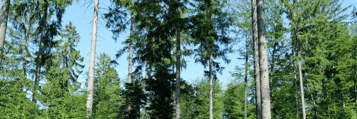 Arbeiten bei Forst Surbtal