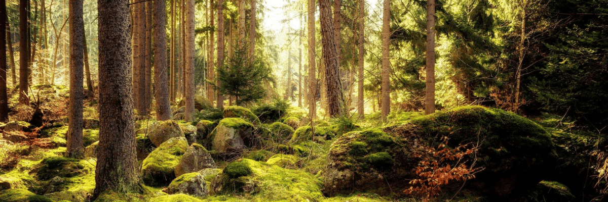 Arbeiten bei WaldAargau