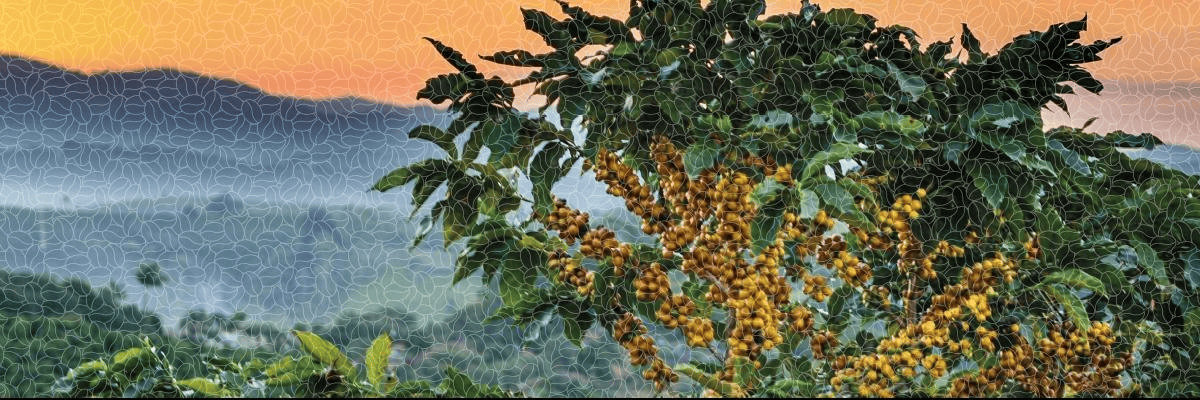 Arbeiten bei Amici Caffè AG