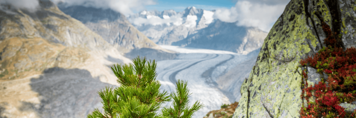 Arbeiten bei Forst Aletsch