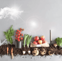 AgroCorner AG